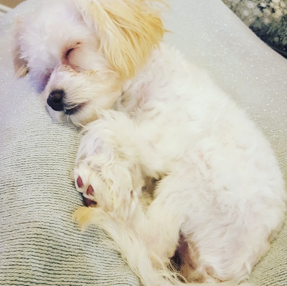 Posh Ambassador! - Picture 3 of 4